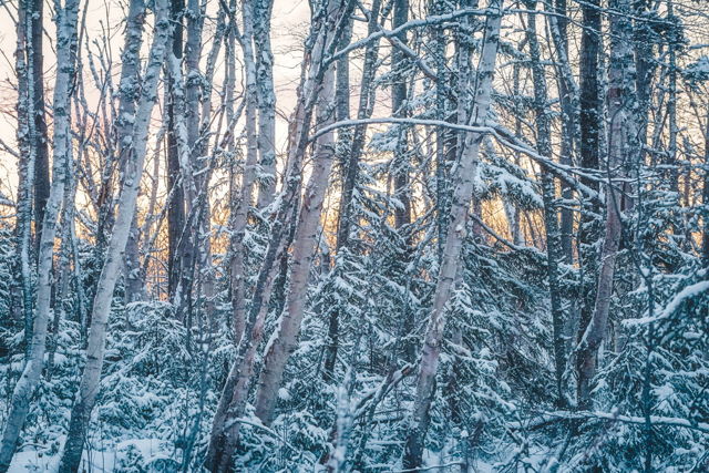 Winter Magic