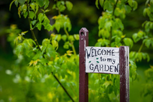 Welcome to my Garden