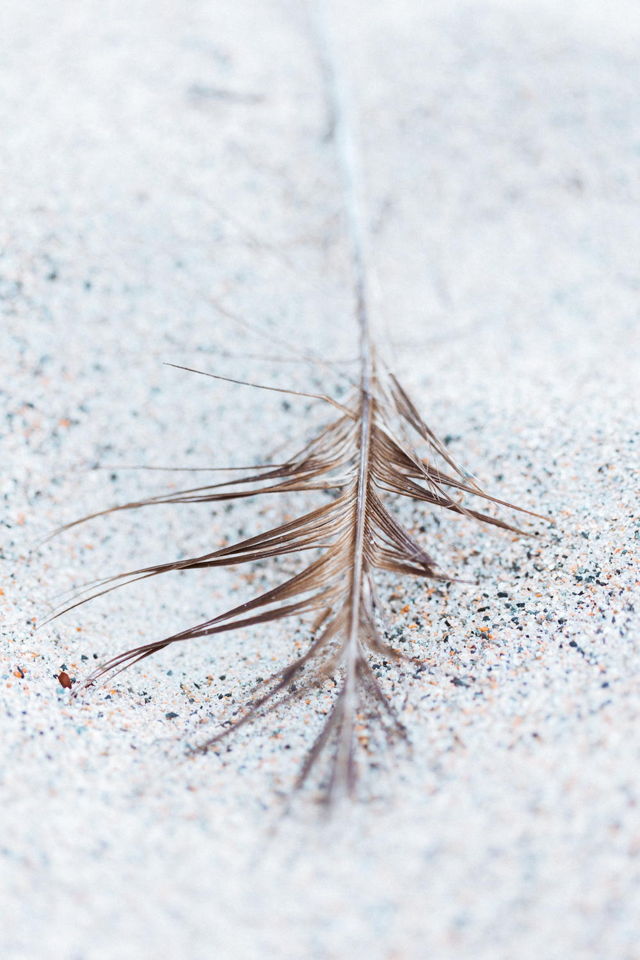 Sand Feather