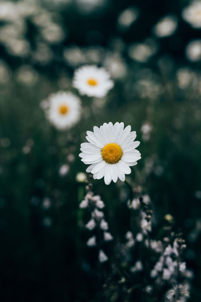 A Daisy A Day