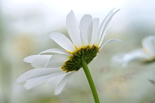 oxeye daisy backlit close-up