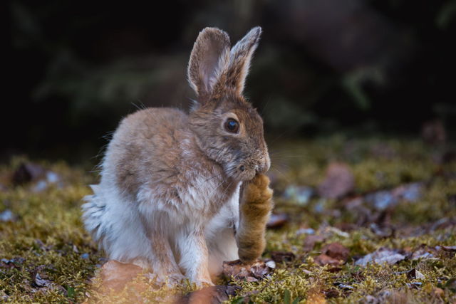 Munching in the Moss