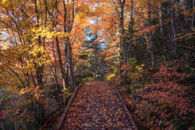 Autumn Explodes