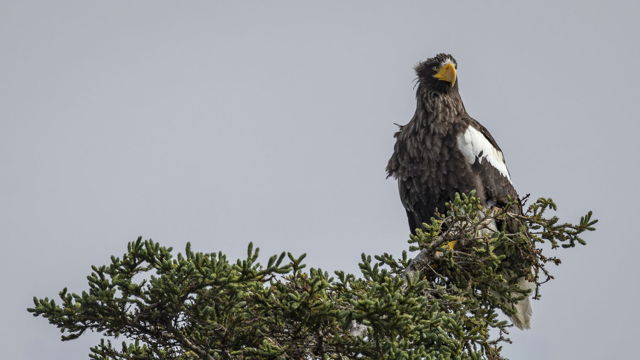 Steller's Sea Eagle