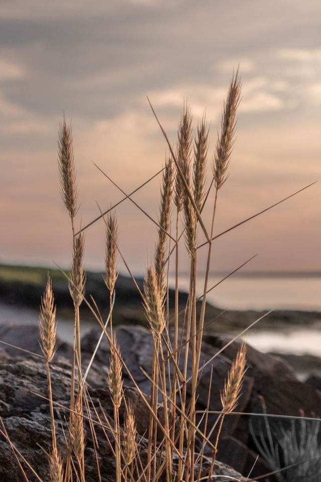Evening light at the beach