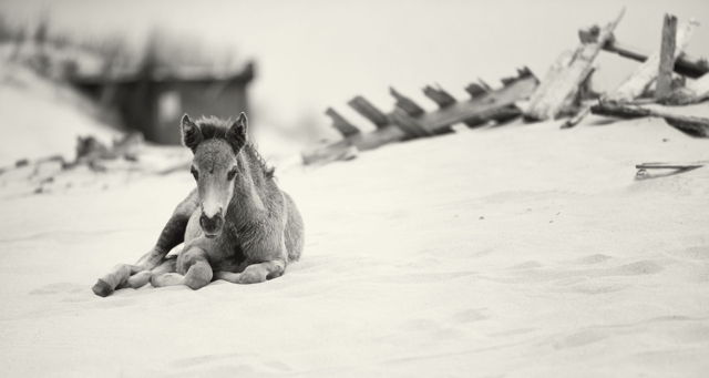 New Born Foal