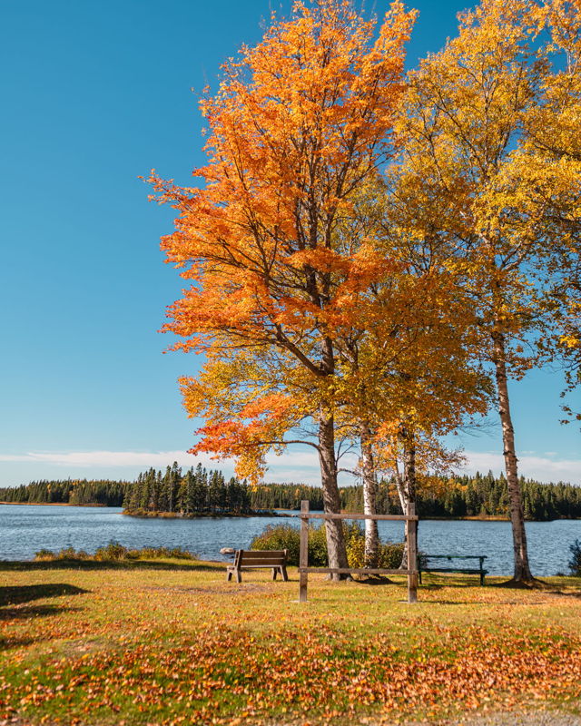 Brilliant Autumn Trees Along a Peaceful Lakeshore