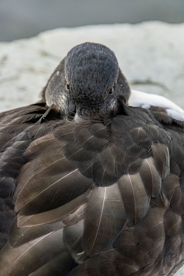 You Looking at Me