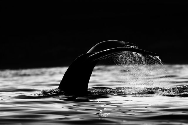 Whale Dive Monochrome
