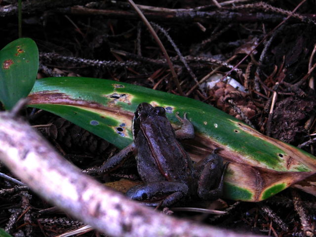 Wood frog