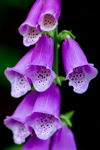Foxglove detail