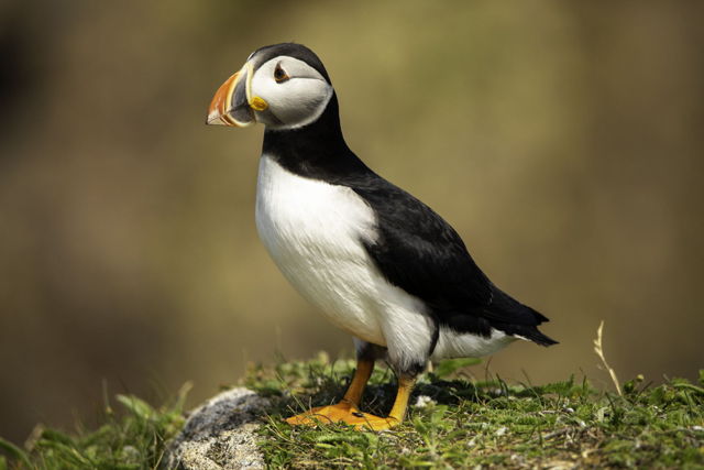 Puffin Brown