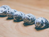 Seashells in a Row