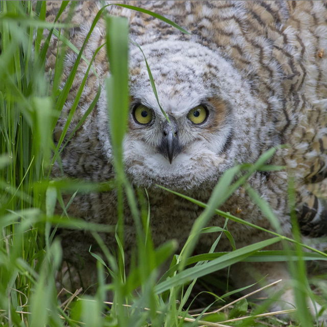 Fierce Great Horned Owlet