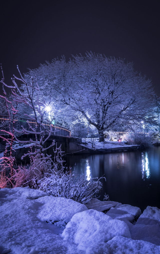 Bowring Park Tree lighting