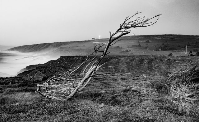 Tuckamore At Cape Spear