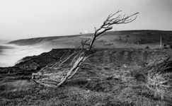Tuckamore At Cape Spear