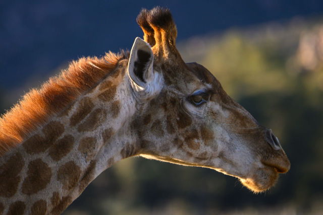Giraffe Up Close