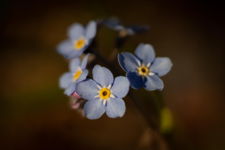 Forget-me-not's