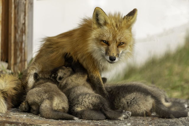 Mama Fox Feeding Fox Kits