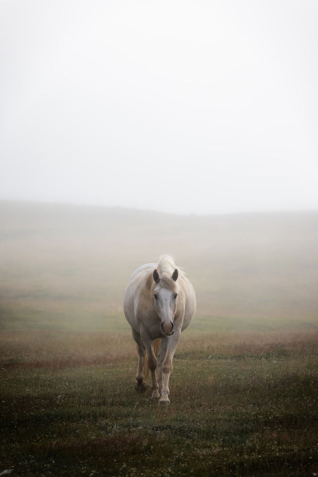 Bonavista Horse Through the Fog