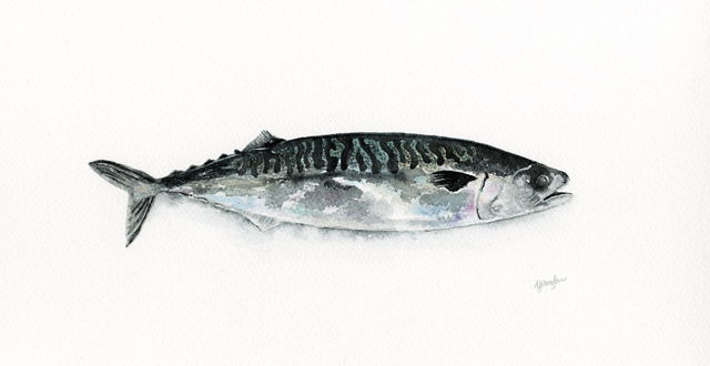 Mackerel