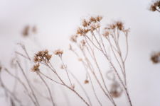 Frost covered plants