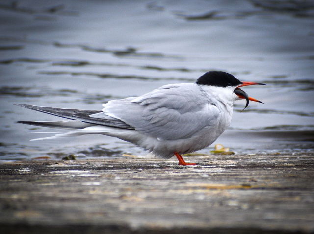 Tern yer guts