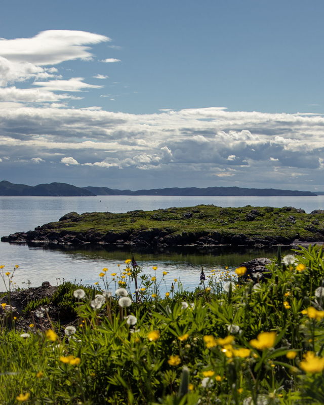 Coastal Bloom