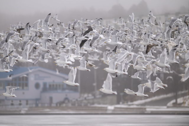 Seagulls of Quidi Vidi Lake
