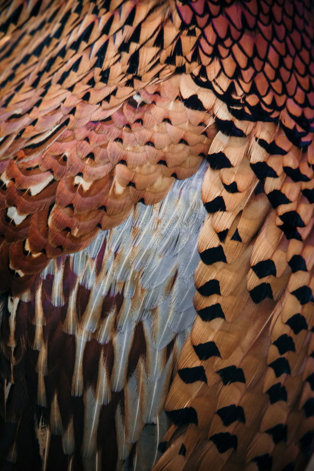 Feathered