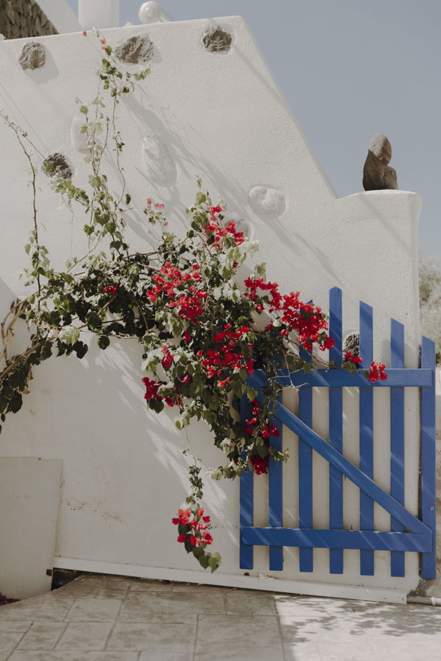 Santorini Bougainvillea