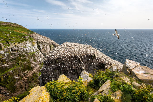 Cape St. Mary's Bird Rock