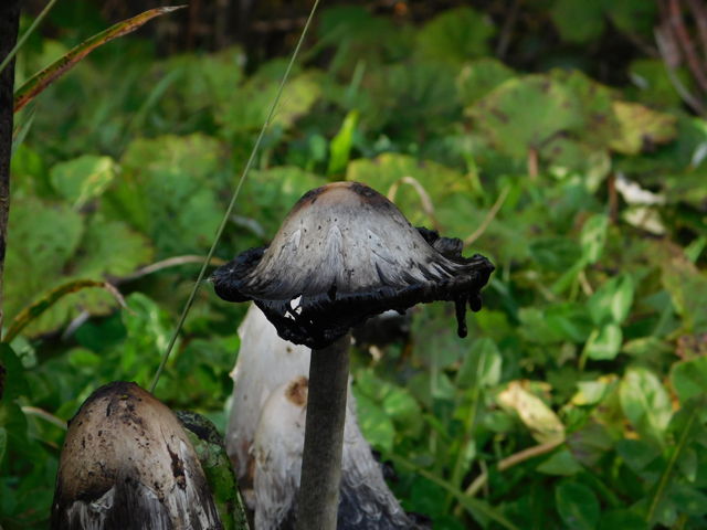 Shaggy mane ink 2025