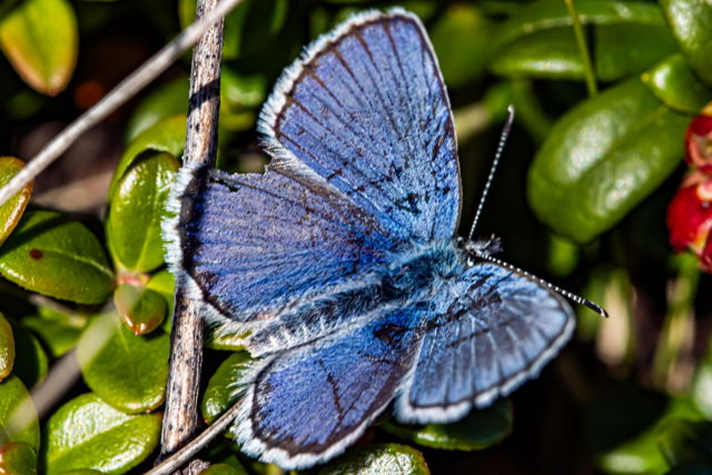 Butterfly in Blue