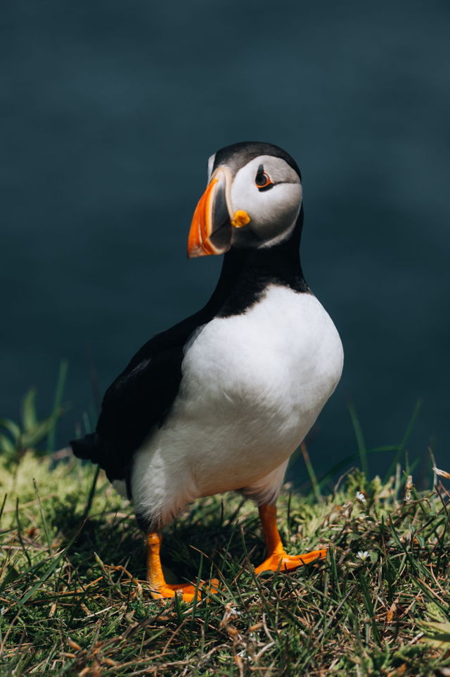 Puffin Stance