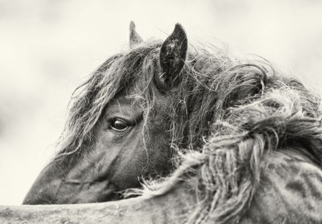 Watching his herd