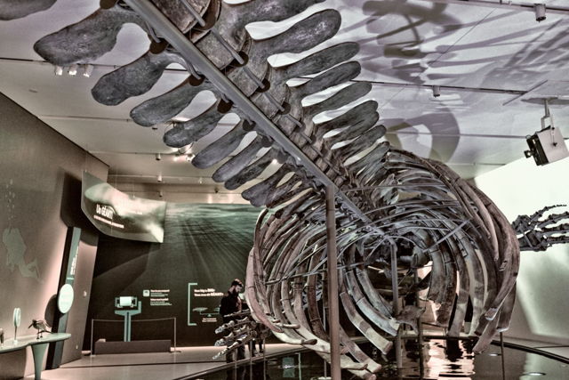 Blue Whale