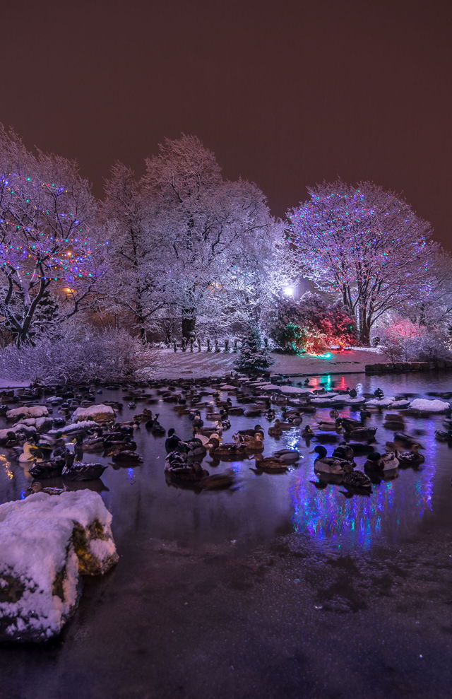 Bowring Park Christmas