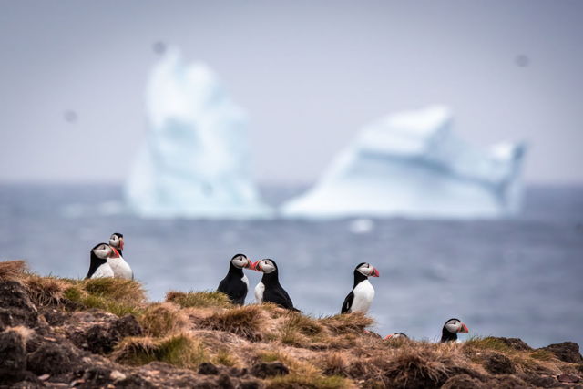 Iceberg Kisses