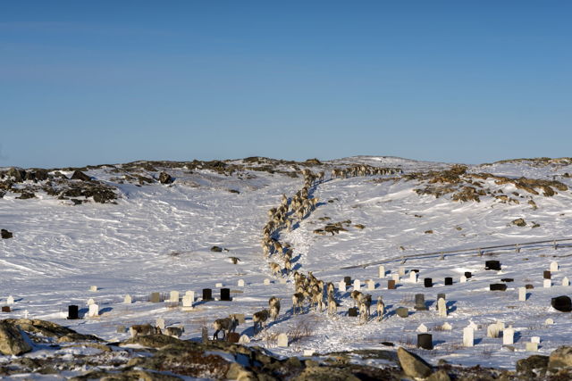 Caribou in Barr'd Islands - 6