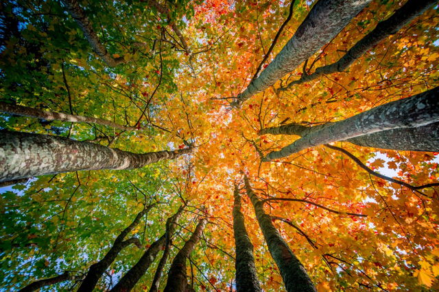 Changing with the Seasons