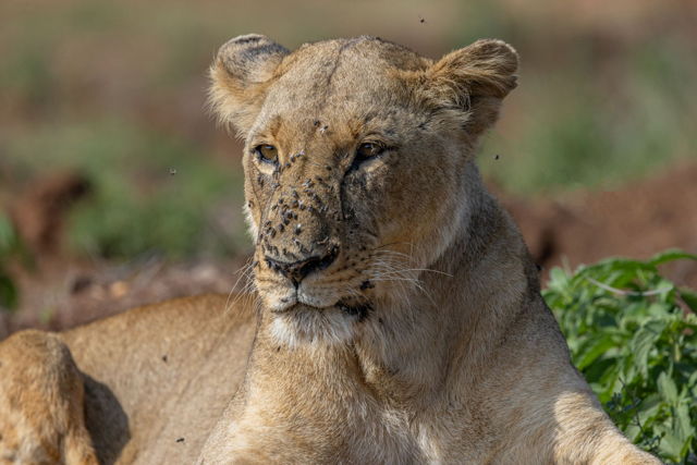 Lioness and Flies