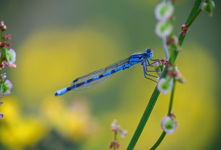 Damselfly bluet