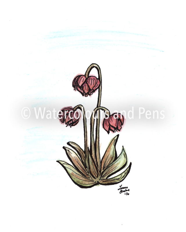 Pitcher Plant