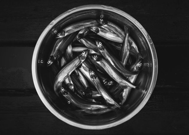Capelin Time