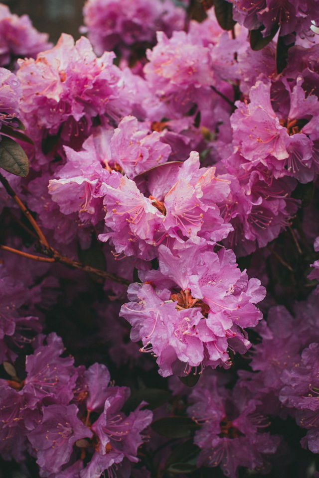 Fleur