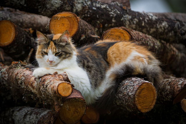 Calico Cat