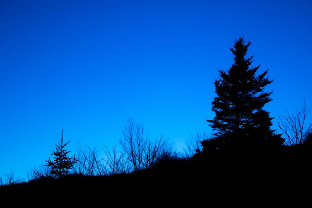 A Blue Dream