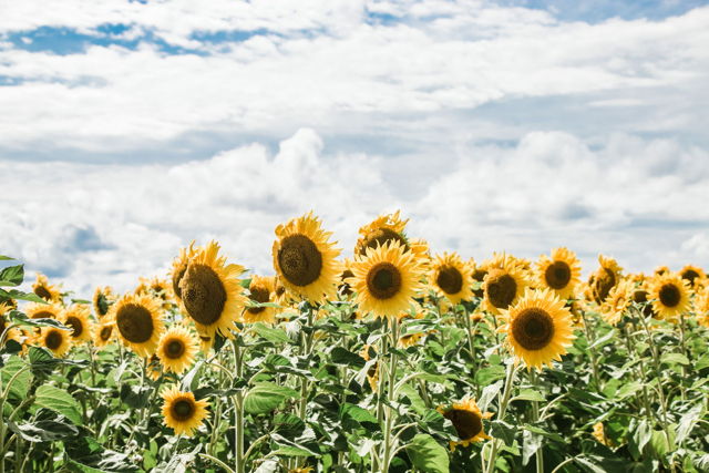 Field of Sunflowers